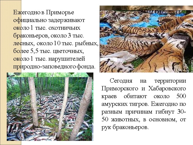 Ежегодно в Приморье официально задерживают около 1 тыс. охотничьих браконьеров, около 3 тыс. лесных,